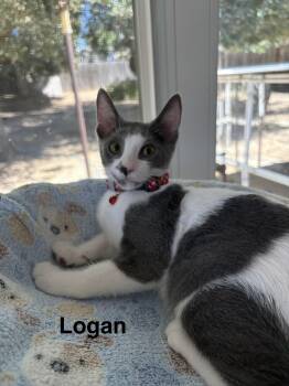 Logan -  Domestic Short Hair Cat for Adoption in Oakley, California - Logan | PetCurious
