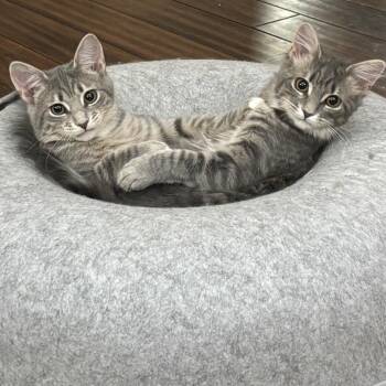 Domestic Medium Hair Cats Available for Adoption - Tamsyn | PetCurious