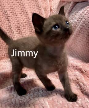Domestic Short Hair Cats Available for Adoption in Owasso, Oklahoma - Jimmy | PetCurious
