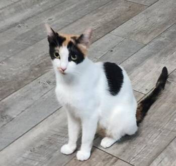 94783A Susie Q -  Domestic Short Hair Cat for Adoption in North Charleston, South Carolina - 94783A Susie Q | PetCurious