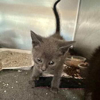 CHARLOTTE -  Domestic Short Hair Cat for Adoption in Riverside, California - CHARLOTTE | PetCurious