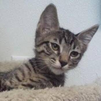 Rescue Tabby Cats for Adoption in Green Valley, Arizona - Denim | PetCurious