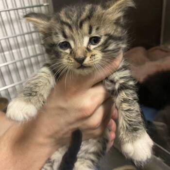Zip Lok -  Domestic Long Hair Cat for Adoption in Spruce Pine, North Carolina - Zip Lok | PetCurious