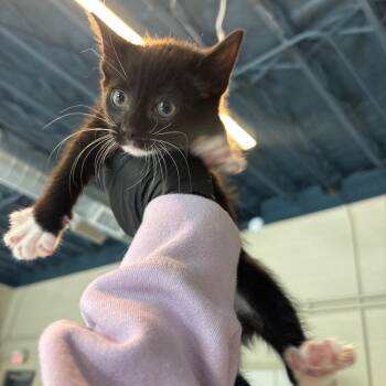 Domestic Short Hair Cats Available for Adoption in Huntington, West Virginia - Maya | PetCurious