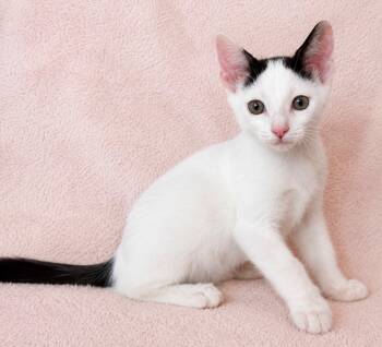 Dibu -  Domestic Short Hair Cat for Adoption in Sunrise, Florida - Dibu | PetCurious