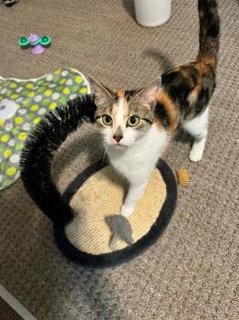 CHARLOTTE -  Domestic Short Hair Cat for Adoption in St. Peters, Missouri - CHARLOTTE | PetCurious
