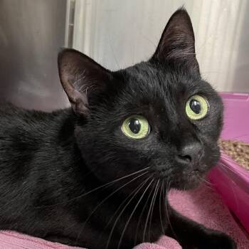 Domestic Short Hair Cats Available for Adoption in Enfield, New Hampshire - Leah | PetCurious