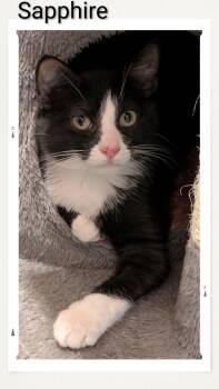 Sapphire -  Domestic Short Hair Cat for Adoption in Caistor Centre, Ontario - Sapphire | PetCurious