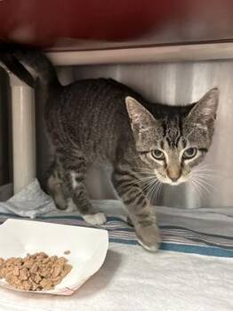 JoJo -  Domestic Short Hair Cat for Adoption in Morristown, New Jersey - JoJo | PetCurious