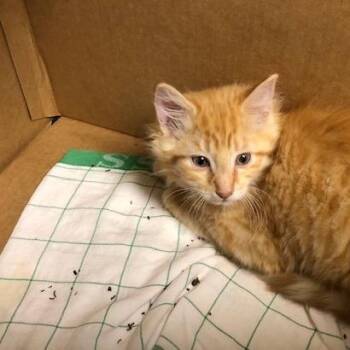 Donald -  Domestic Medium Hair Cat for Adoption - Donald | PetCurious