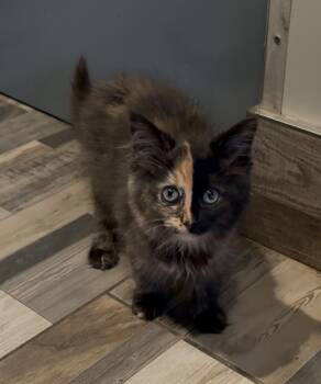 Charmin -  Domestic Long Hair Cat for Adoption in Osseo, Michigan - Charmin | PetCurious