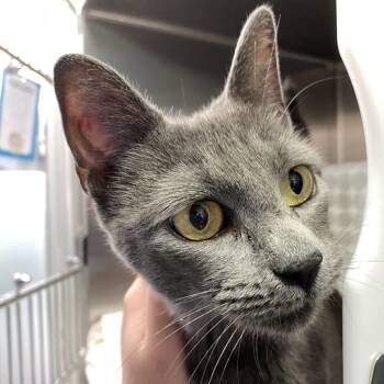 Tuna -  Domestic Short Hair Cat for Adoption in Philadelphia, Pennsylvania - Tuna | PetCurious
