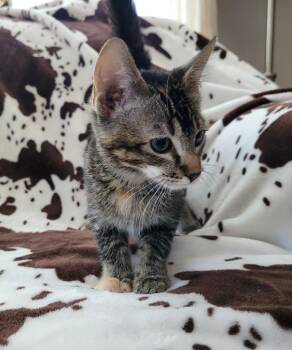 Alexandria -  Domestic Short Hair Cat for Adoption in Logan, Utah - Alexandria | PetCurious