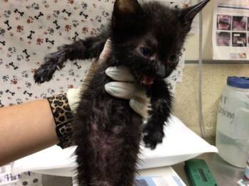 HALLOWEEN -  Domestic Short Hair Cat for Adoption in Riverside, California - HALLOWEEN | PetCurious