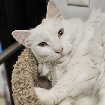 Joan -  Turkish Angora Cat Available for Adoption in Franklin Township, New Jersey - Joan | PetCurious