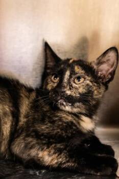 Matcha -  Domestic Short Hair Cat for Adoption in Dothan, Alabama - Matcha | PetCurious