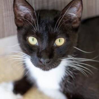 Sky -  Domestic Short Hair Cat for Adoption in Lakewood, Colorado - Sky | PetCurious