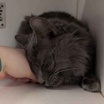 Domestic Long Hair Cats Available for Adoption - Stanley | PetCurious