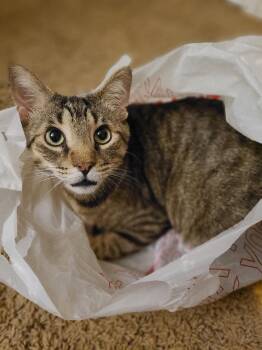 Domestic Short Hair Cats Available for Adoption in Wheaton, Illinois - Phoenix | PetCurious