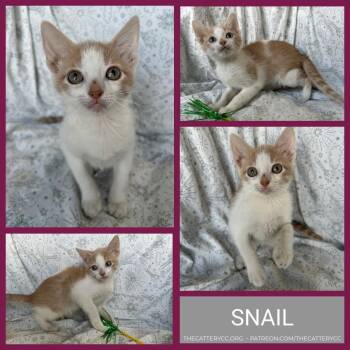 Snail -  Domestic Short Hair Cat for Adoption in Corpus Christi, Texas - Snail | PetCurious