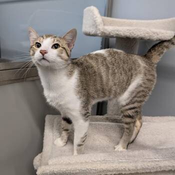 Domestic Short Hair Cats Available for Adoption in Cape Girardeau, Missouri - Earth Worm | PetCurious