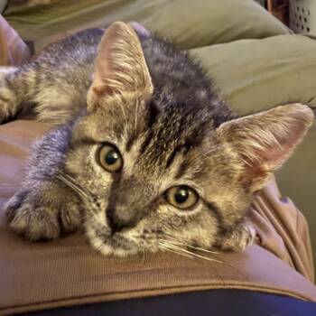 Rescue Domestic Short Hair Cats for Adoption in Los Angeles, California - Larry | PetCurious