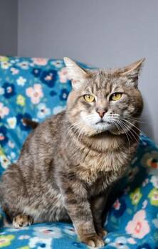 Domestic Short Hair Cats Available for Adoption in Yakima, Washington - Ned | PetCurious