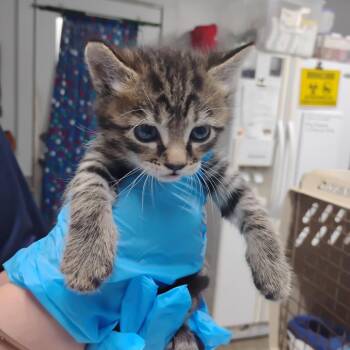 Parker -  Domestic Short Hair Cat for Adoption in Summerville, South Carolina - Parker | PetCurious