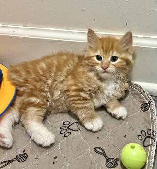 Butterscotch CH wobbly cat syndrome -  Domestic Long Hair Cat for Adoption in Port Washington, Wisconsin - Butterscotch CH Wobbly Cat Syndrome | PetCurious