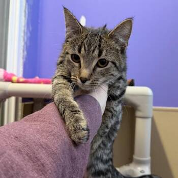 Clue -  Domestic Short Hair Cat for Adoption in Mankato, Minnesota - Clue | PetCurious