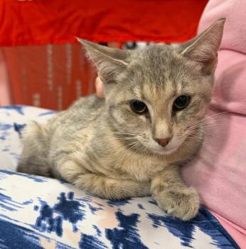 Couscous -  Dilute Tortoiseshell and Torbie Cat for Adoption in Maple Shade, New Jersey - Couscous | PetCurious