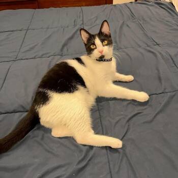 Tuxedo and Domestic Short Hair Cats Available for Adoption in Friendswood, Texas - Benny Boone | PetCurious