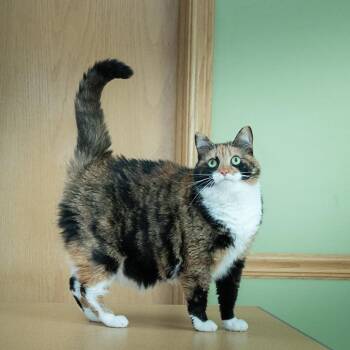 Cleo -  Domestic Short Hair Cat for Adoption in Milan, Illinois - Cleo | PetCurious