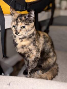 Weenie -  Domestic Medium Hair Cat for Adoption in Walnut Creek, California - Weenie | PetCurious