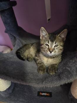 Blaze -  Domestic Short Hair Cat for Adoption in Union Grove, Wisconsin - Blaze | PetCurious