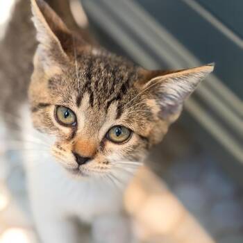 Snickerdoodle -  Domestic Short Hair Cat for Adoption in Los Angeles, California - Snickerdoodle | PetCurious