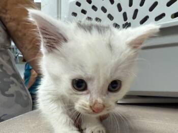 Rescue Domestic Short Hair Cats for Adoption in Salisbury, Maryland - Yaz | PetCurious