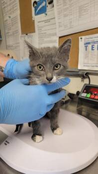 Domestic Short Hair Cats Available for Adoption in Bolivar, Missouri - CP-3PO | PetCurious