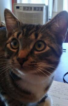 Rescue Domestic Short Hair Cats for Adoption in Lorain, Ohio - Lunar | PetCurious