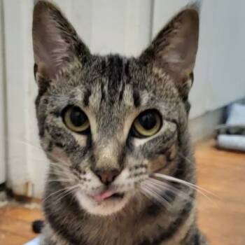 Rescue Domestic Short Hair Cats for Adoption in Los Angeles, California - Bobbi | PetCurious