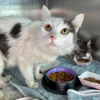 Domestic Medium Hair Cats Available for Adoption in Matteson, Illinois - Marnee | PetCurious