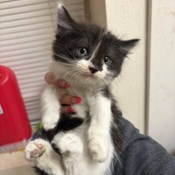 Domestic Short Hair Cats Available for Adoption in Pekin, Illinois - Serious Goose | PetCurious
