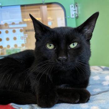 Nike -  Domestic Short Hair Cat for Adoption in Pontiac, Michigan - Nike | PetCurious