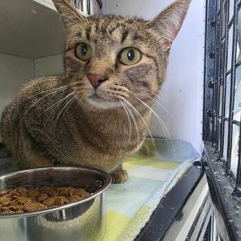 Diana -  Domestic Short Hair Cat Available for Adoption in Duncan, Oklahoma - Diana | PetCurious
