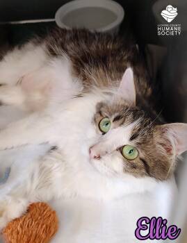 Rescue Domestic Long Hair Cats for Adoption in Heath, Ohio - Ellie | PetCurious