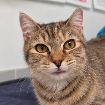 Kat -  Domestic Short Hair Cat for Adoption in Austin, Texas - Kat | PetCurious