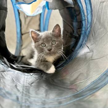 Bill -  Domestic Short Hair Cat for Adoption in Hendersonville, North Carolina - Bill | PetCurious
