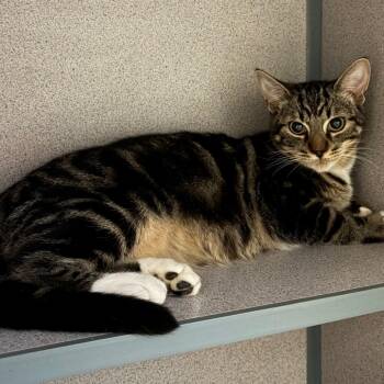 Artie -  Domestic Short Hair Cat for Adoption in Houston, Texas - Artie | PetCurious