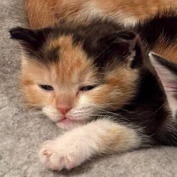 Soft Serve Sally -  Domestic Short Hair Cat for Adoption in Helena, Alabama - Soft Serve Sally | PetCurious