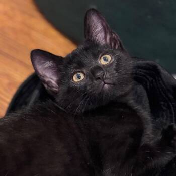 Squishie -  Domestic Short Hair Cat for Adoption in Overland Park, Kansas - Squishie | PetCurious